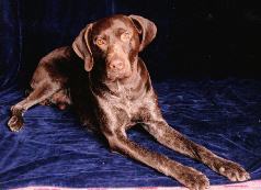 Click for more details of Cane